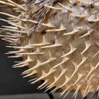 Grand poisson Diodon sur socle - Poisson globe