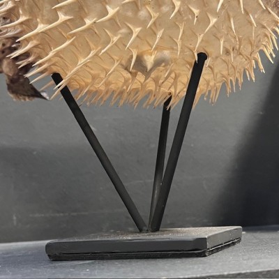 Grand poisson Diodon sur socle - Poisson globe