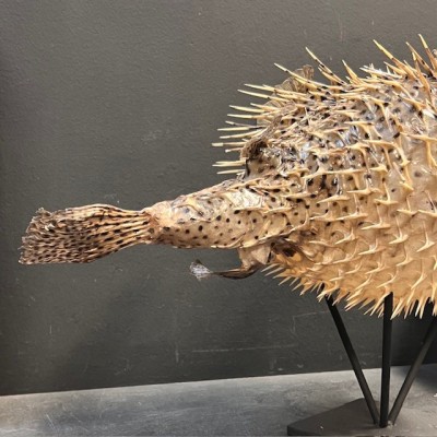 Large Puffer-Fish - Diodon on stand