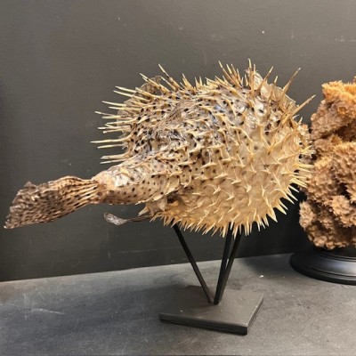 Grand poisson Diodon sur socle - Poisson globe