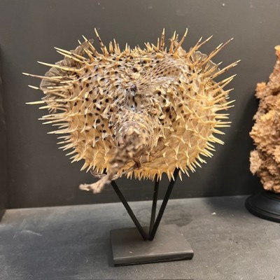 Grand poisson Diodon sur socle - Poisson globe