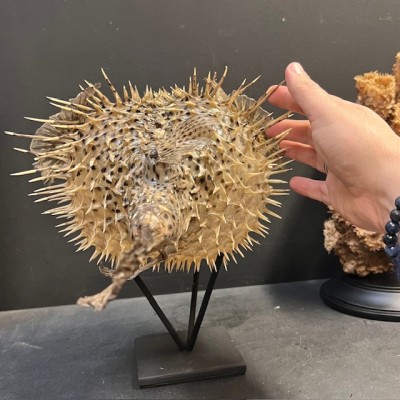 Large Puffer-Fish - Diodon on stand
