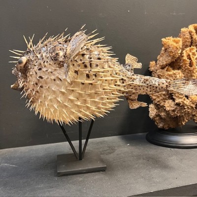 Large Puffer-Fish - Diodon on stand