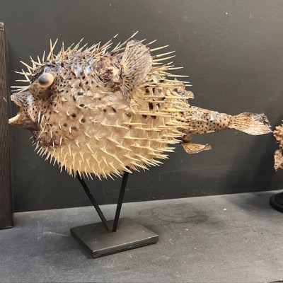 Grand poisson Diodon sur socle - Poisson globe