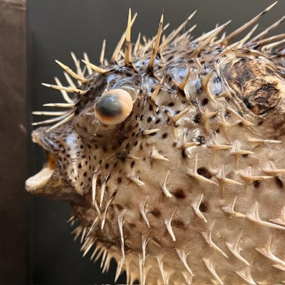 Large Puffer-Fish - Diodon on stand