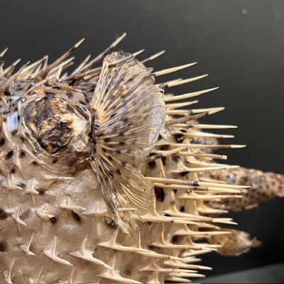 Large Puffer-Fish - Diodon on stand