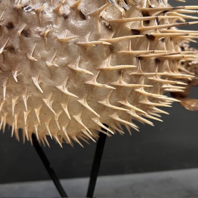 Grand poisson Diodon sur socle - Poisson globe