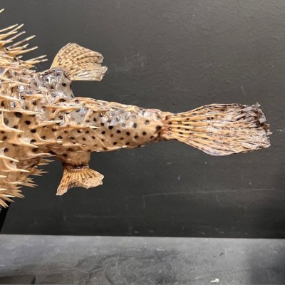 Grand poisson Diodon sur socle - Poisson globe