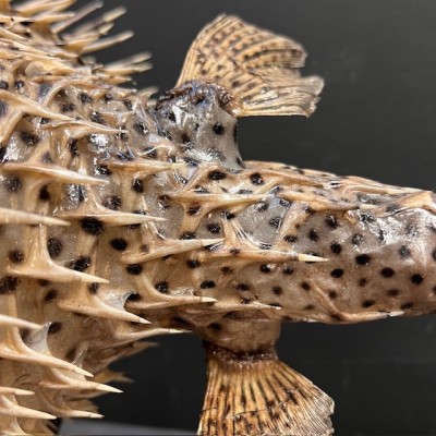 Grand poisson Diodon sur socle - Poisson globe