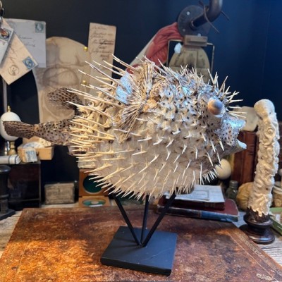 Grand poisson Diodon sur socle - Poisson globe