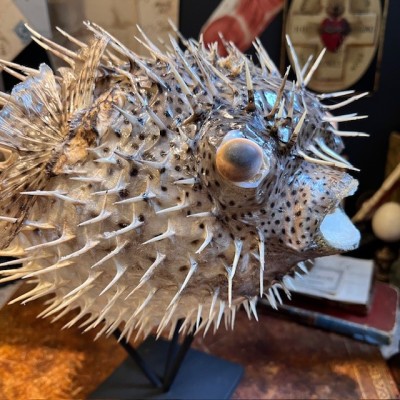 Large Puffer-Fish - Diodon on stand