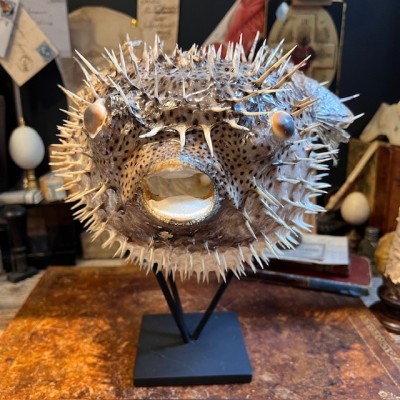 Grand poisson Diodon sur socle - Poisson globe