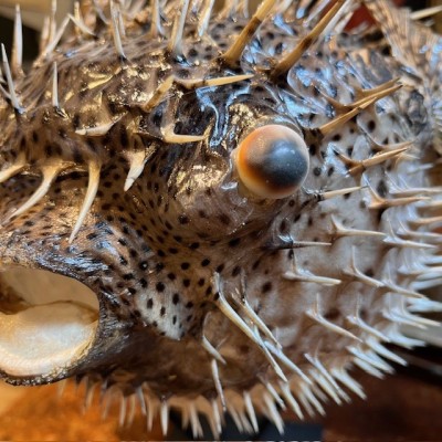 Large Puffer-Fish - Diodon on stand