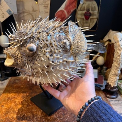 Grand poisson Diodon sur socle - Poisson globe