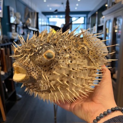 Grand poisson Diodon sur socle - Poisson globe