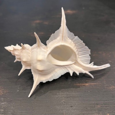 Murex alabaster shellfish - Siratus alabaster - Philippines