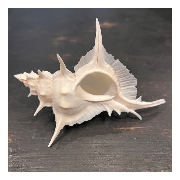 Murex alabaster shellfish - Siratus alabaster - Philippines