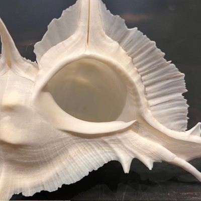 Murex alabaster shellfish - Siratus alabaster - Philippines