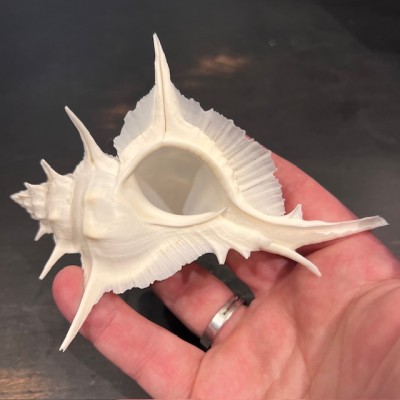 Murex alabaster shellfish - Siratus alabaster - Philippines