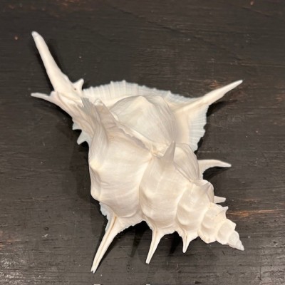 Coquillage Murex alabaster - Siratus alabaster