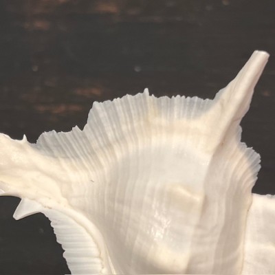 Murex alabaster shellfish - Siratus alabaster - Philippines