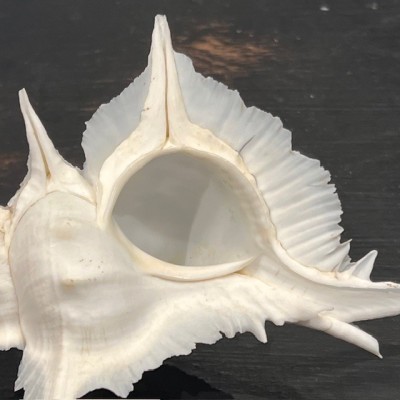 Murex alabaster shellfish - Siratus alabaster - Philippines