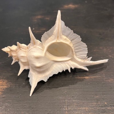 Murex alabaster shellfish - Siratus alabaster - Philippines