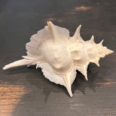 Murex alabaster shellfish - Siratus alabaster - Philippines