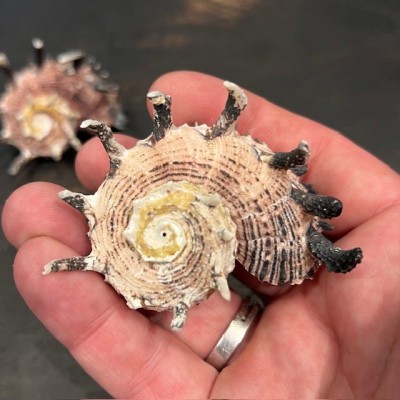 Angaria imperialis shellfish - Pacific Ocean