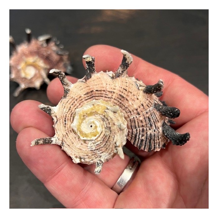 Angaria imperialis shellfish - Pacific Ocean