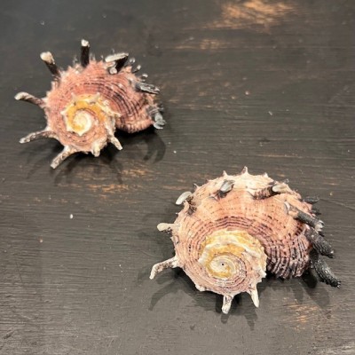 Coquillage Angaria imperialis - Océan Pacifique