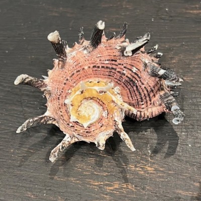 Coquillage Angaria imperialis - Océan Pacifique