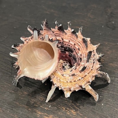 Coquillage Angaria imperialis - Océan Pacifique