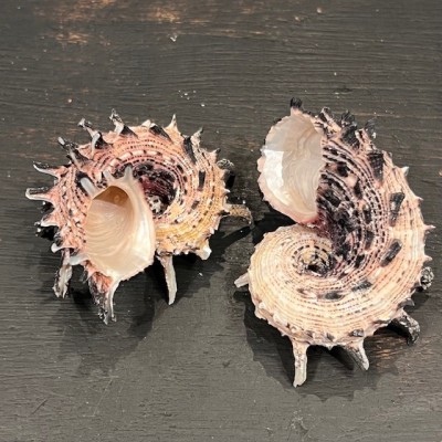 Coquillage Angaria imperialis - Océan Pacifique