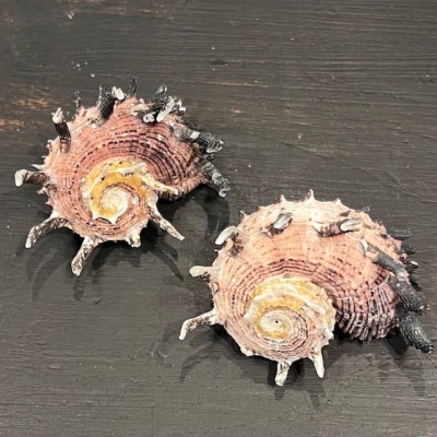 Angaria imperialis shellfish - Pacific Ocean