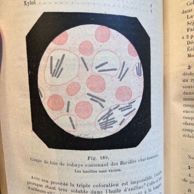 Précis de Bactériologie - Bacteriology - By Courmont - 1911