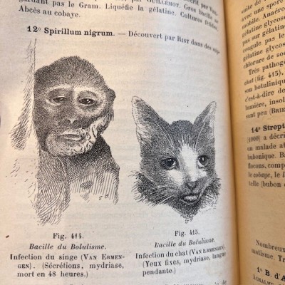 Précis de Bactériologie - Bacteriology - By Courmont - 1911