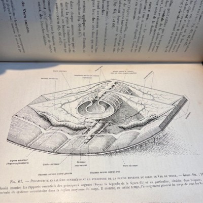 Zoology based on the dissection - Antique book of 1904 - Léon Jammes