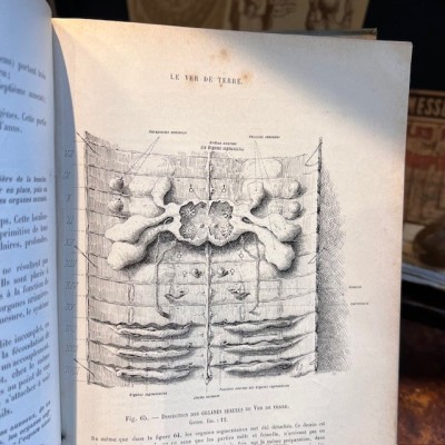 Zoology based on the dissection - Antique book of 1904 - Léon Jammes
