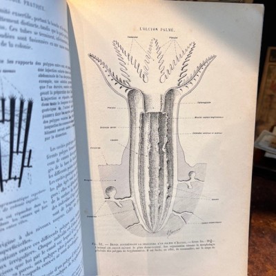 Zoologie basée sur la dissection - Par Jammes- Livre ancien de 1904