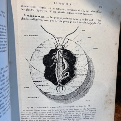 Zoologie basée sur la dissection - Par Jammes- Livre ancien de 1904