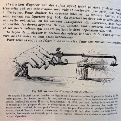 Zoologie basée sur la dissection - Par Jammes- Livre ancien de 1904