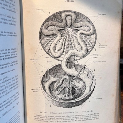 Zoologie basée sur la dissection - Par Jammes- Livre ancien de 1904