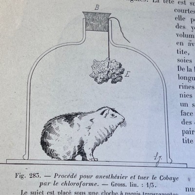 Zoologie basée sur la dissection - Par Jammes- Livre ancien de 1904