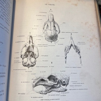 Zoology based on the dissection - Antique book of 1904 - Léon Jammes