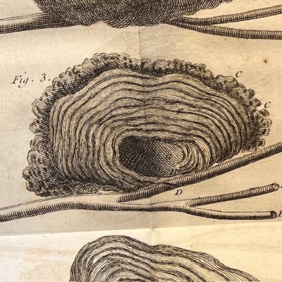 Bibliothèque de Médecine - François Planque -1749 - 5 planches