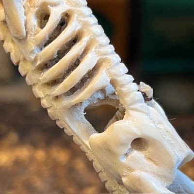 Deer antler wood sculpture - Skeleton on pedestal