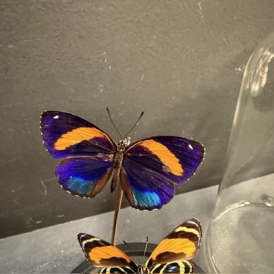 Callicore excelsior butterflies under glass dome - Butterfly bell