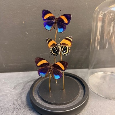 Callicore excelsior butterflies under glass dome - Butterfly bell