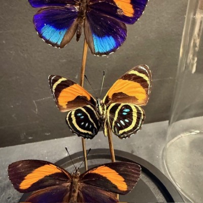 Callicore excelsior butterflies under glass dome - Butterfly bell